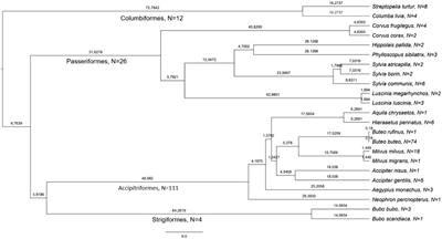 Mitochondrial and apicoplast genome copy abundances of haemosporidian parasites are explained by host species and parasitic lineage